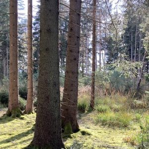 Wald